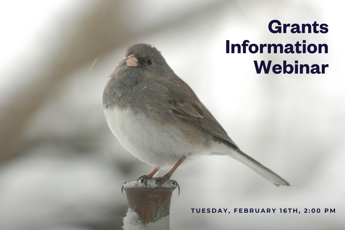 Grants information webinar, picture of a dark-eyed Junco